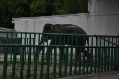 chorzow 2012-2013 (41)