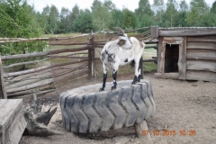 Wycieczka-rowerowa-do-Dzikiego-Boru-36